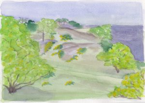 Æggeblommegul gyvel lyser på klipper. Forår i Sandvig.