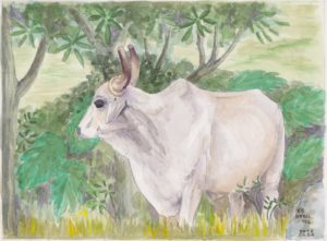 Okse i skyggen ved sukkermarkerne ved Trinidad, Cuba.