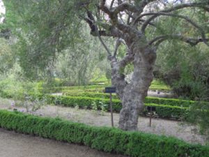 Botanisk Have. Madrid