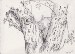 helnæs, æbletræet