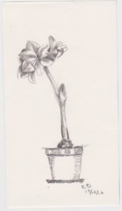 kultegning amaryllis